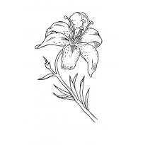 raskraska-lilii1