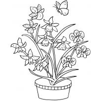 raskraska-orhideya1