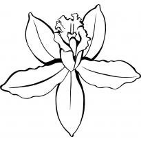 raskraska-orhideya10