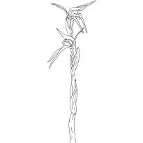 raskraska-orhideya17
