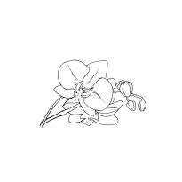 raskraska-orhideya2