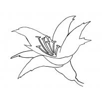 raskraska-orhideya20