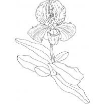 raskraska-orhideya29