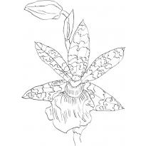 raskraska-orhideya31
