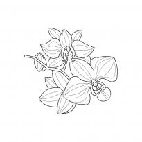 raskraska-orhideya5