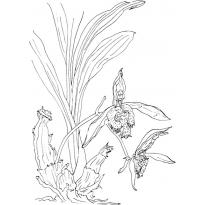 raskraska-orhideya7