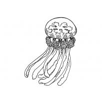 raskraska-meduza27