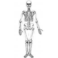 raskraska-skelet26