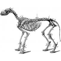 raskraska-skelet6