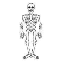 raskraska-skelet9