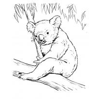 raskraska-koala1