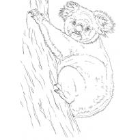 raskraska-koala47