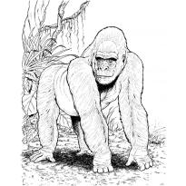 raskraska-gorilla2