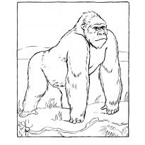 raskraska-gorilla42