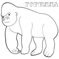 raskraska-gorilla48