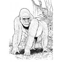 raskraska-gorilla64
