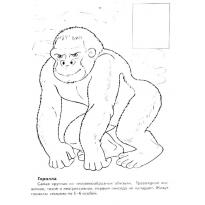 raskraska-gorilla71
