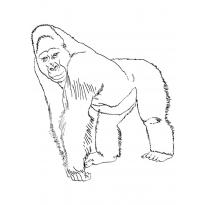 raskraska-gorilla76