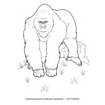 raskraska-gorilla9