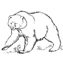 raskraska-medved-18
