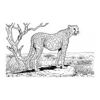 raskraska-leopard-11