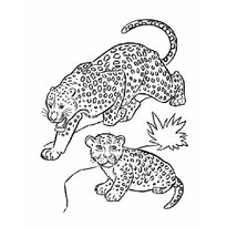 raskraska-leopard-14