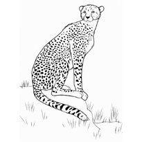 raskraska-leopard-16