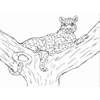 raskraska-leopard-20