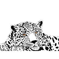 raskraska-leopard-23