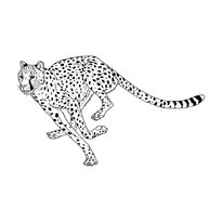 raskraska-leopard-26