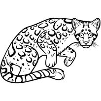 raskraska-leopard-28