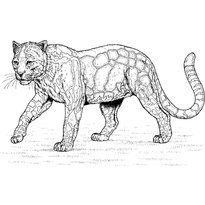 raskraska-leopard-31