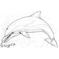 raskraska-delfin-2