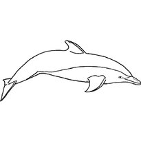 raskraska-delfin-37