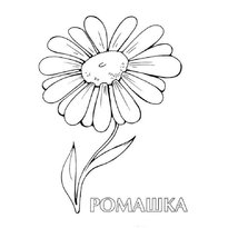raskraska-romashka-bolshaya6