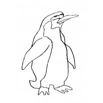 raskraska-pingvin19