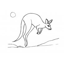 raskraska-kenguru2