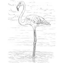 raskraska-flamingo23