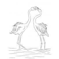 raskraska-flamingo34