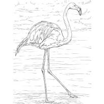 raskraska-flamingo6