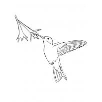 raskraska-kolibri16