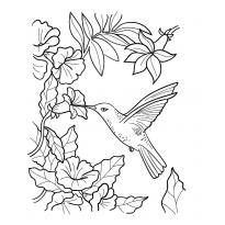 raskraska-kolibri17
