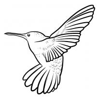 raskraska-kolibri18