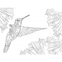 raskraska-kolibri21