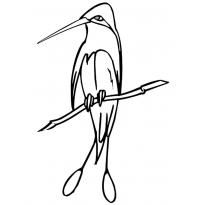 raskraska-kolibri22