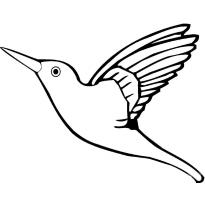 raskraska-kolibri7