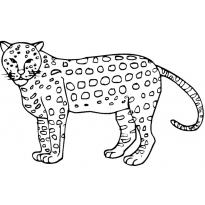raskraska-gepard13