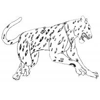 raskraska-gepard17