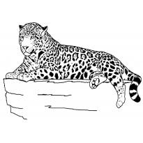raskraska-gepard18