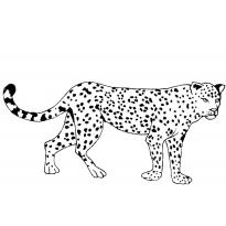 raskraska-gepard26